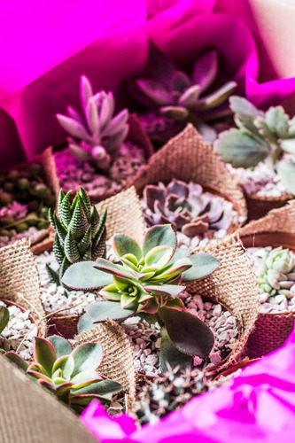 Imagen 2 de 4 de Box Regalos Día De Las Madres, Recuerdos Vivos Cactus Y Sucu