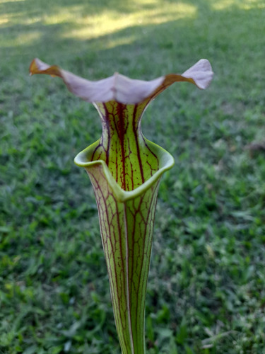 Planta, Carnívora Sarracenia Y Sustrato Para Carnívoras