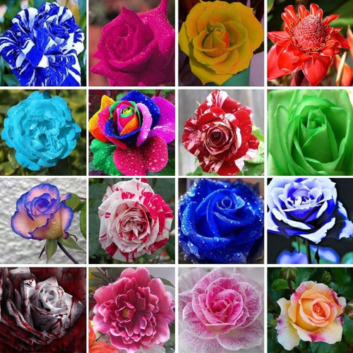 Kit 60 Sementes Rosas Do Deserto E Raras P Mudas Em Jardim