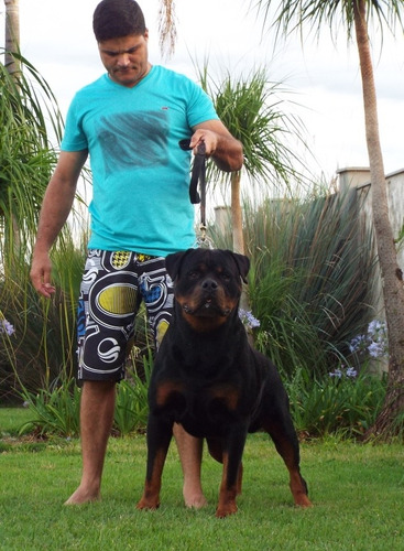 Filhotes De Rottweiler Com Pedigree