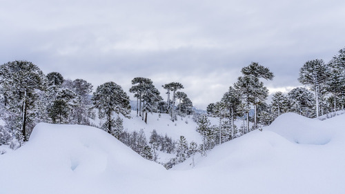 Cuadro  Araucarias En La Nieve 