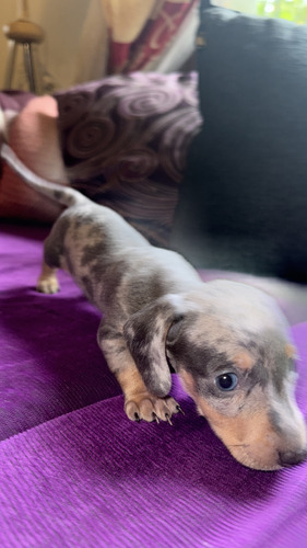 Perrito Salchichas Agua