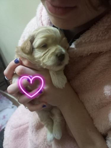 Hembras Bichon Habanero Pedigree Fca