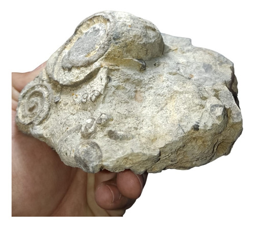Gasterópodos Fósiles Naturales Colección Esp000622