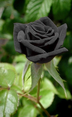 Rosal Negro Más Abono