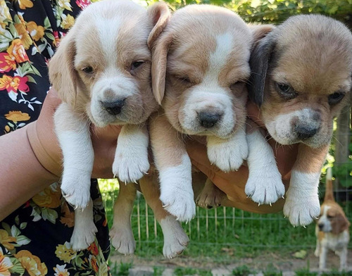 Imagen 1 de 5 de Cachorros Beagle Machos Y Hembras