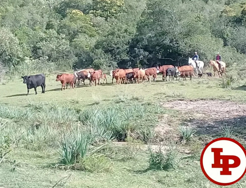 Campo Ganadero 25has Próximo A Garzón
