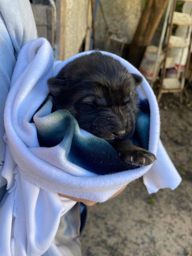 Imagen 4 de 5 de Sharpei Cruza