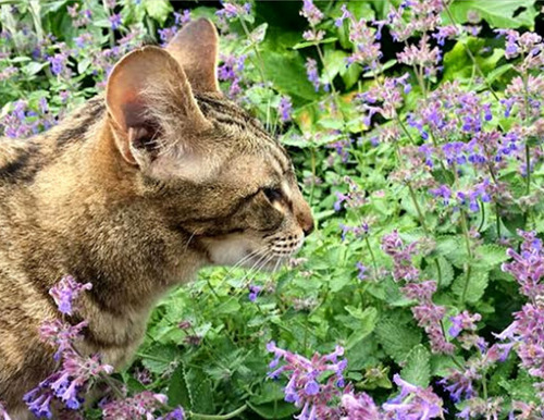 100 Semillas Planta De Nepeta Cataria, Catnip Menta De Gato 
