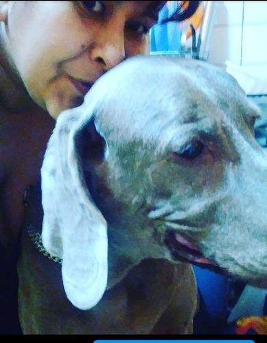 Imagen 2 de 4 de Guardería Canina