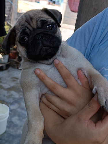 Cachorro Pug 