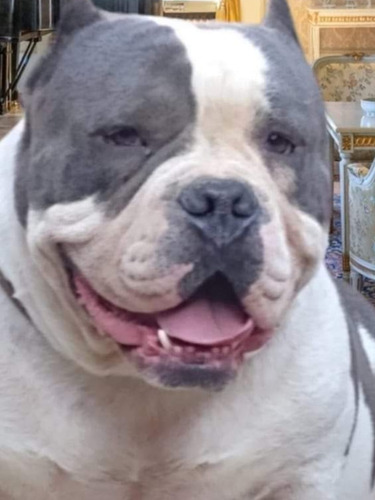 American Bully Top Reproductor 