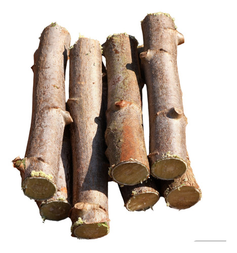 Mandioca Premium Kit De Siembra 5 Plantas + 2 Kg Tierra Roja