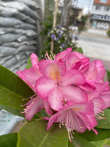 Rhododendron Rosalinda 10 Lts