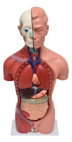 Esqueleto 85 Cm Com Torso Masculino De 42cm Em 13 Partes