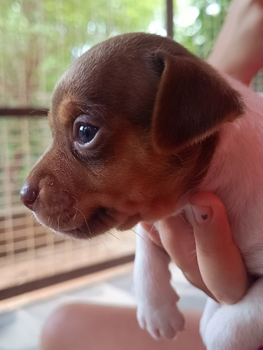 Filhotes De Fox Paulistinha Marrom Chocolate