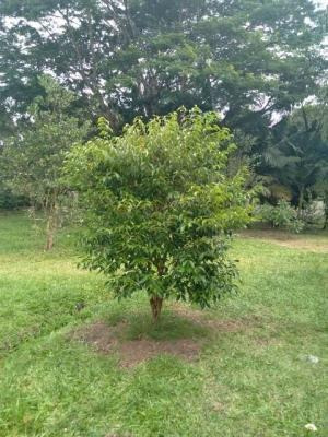 Imagem 5 de 11 de Chácara Lado Serra Com 3243m², Em Itanhaém/sp | 7974-pc