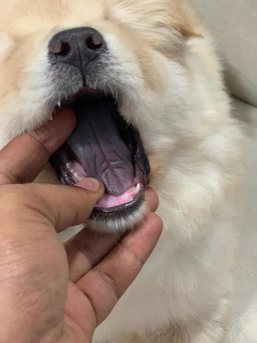 Imagen 4 de 8 de Chowchow