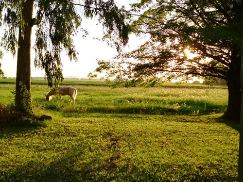 Pensionado Equino Y Equitación En Araucarias