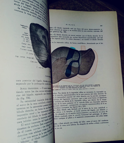 Anatomia Humana Descriptiva Y Topográfica -h.rouviere.tomo2 (Usado)