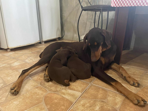 Imagem 3 de 4 de Filhotes De Doberman Marrom