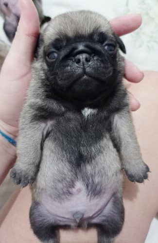 Filhotes Pug