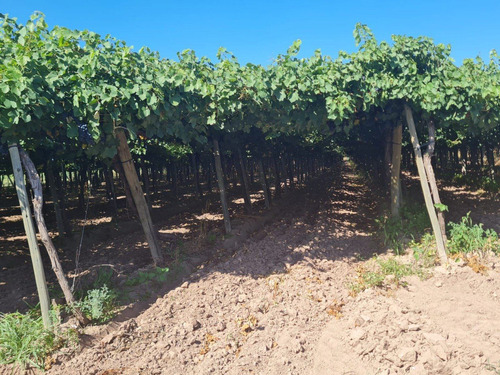 Imagen 9 de 9 de 6,1 Ha Parrales Colonia Segovia