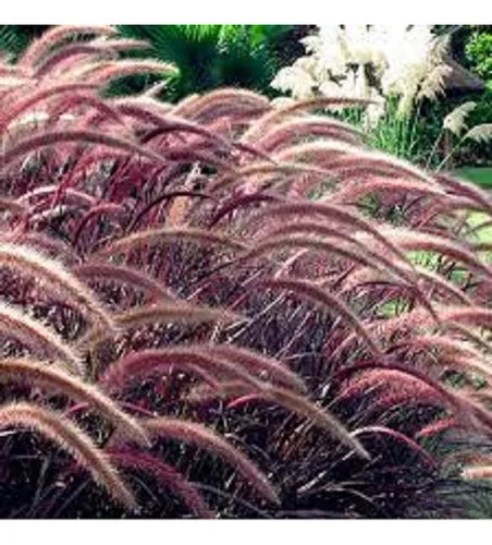 comprar 30 Sementes Do Capim Do Texas Rubro