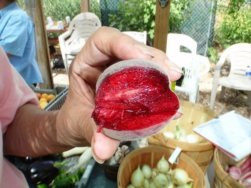 Durazno Sangre De Toro Arbolito No Semilla 60 Cm Aprox