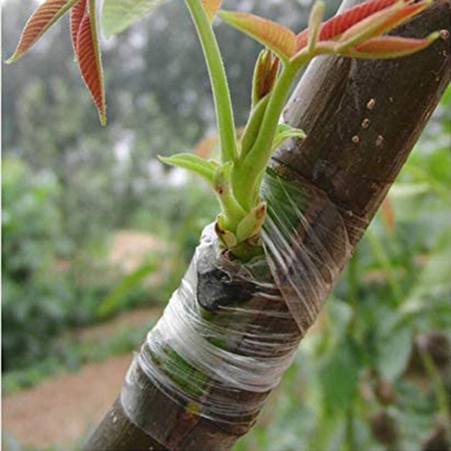 Cinta De Injerto, Cintas Biodegradables Para Reparar Plantas