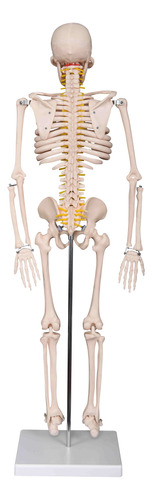 Esqueleto Articulado  85 Cm C/ Nervios Estudiantes Enseñanza