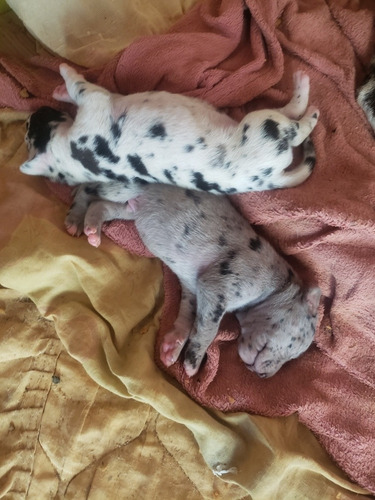 Imagem 2 de 4 de Filhotes Dog Alemão