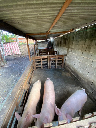 Chácara Com 02 Suíte E Piscina Em Itanhaém - Ch059