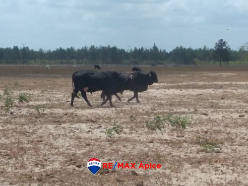 Imagen 11 de 11 de En Venta Hermosa Finca Ganadera (brahama)