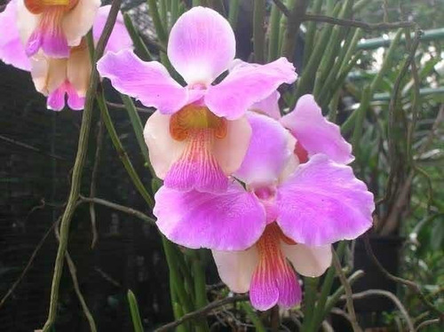 Orquídea Vanda Teres ( Papilionanthe Teres Tipo ) *adulta* | Parcelamento  sem juros