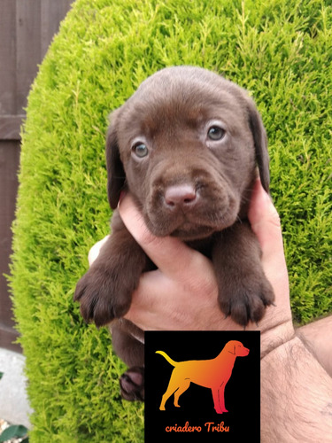 Labrador Retriever Hembras Y Machos La Mejor Trayectoria