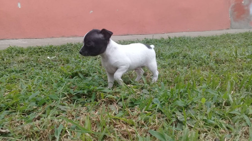 Perro Pincher Mini Mascotas Rionegro Medellín Bogota