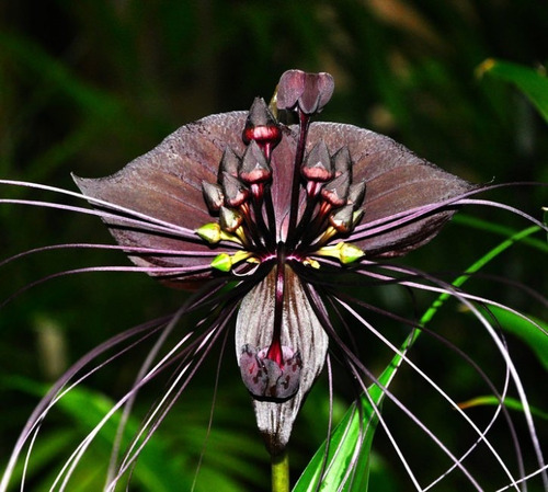 5 Sementes Orquidea Negra Tacca Chantrieri Flor Morcego | MercadoLivre