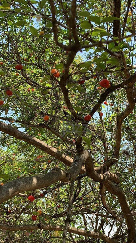 Maravilhosa Chácara Com 5 Dormitórios À Venda, 5000 M² Por R$ 3.000.000 - Recanto Das Flores - Indaiatuba/sp - Ch0497