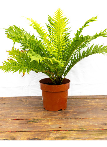 Helecho Arbol - Planta Robusta, Oferta Especial P17