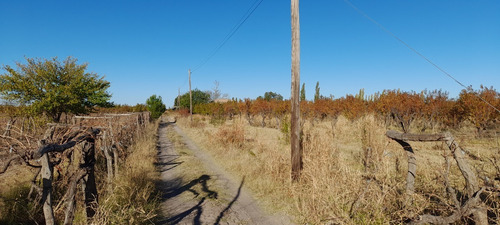 Imagen 4 de 12 de Finca 4 Has. G Alvear Mendoza. 100% En Producción. Casa Y Galpón. Sobre Asfalto. Podría Considerar Alguna Permuta Que No Sea Inmueble. Precio Conversable.