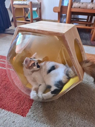 Imagen 5 de 5 de Casa, Cama, Transportadora De Gatos Y