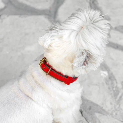 Imagen 2 de 8 de Collar Regulable Para Perro Talle S Lola Pets