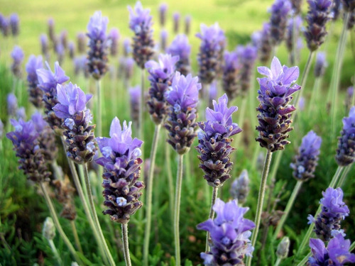 Lavanda ( Planta ) , Dentata