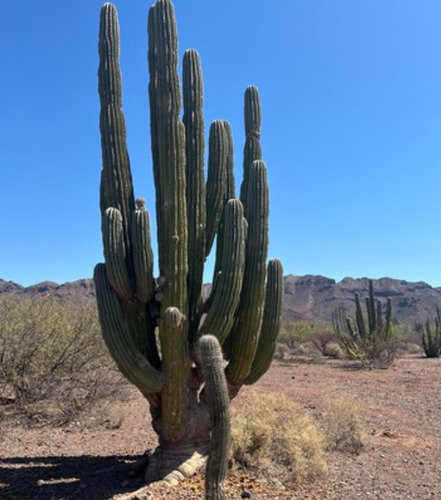 Pachycereus Pringlei, Cardon, 15 Semillas, Nv