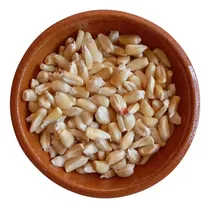 Comprar Kilogramo Semilla Maíz Blanco Criollo Mexicano Sembrar Maíz
