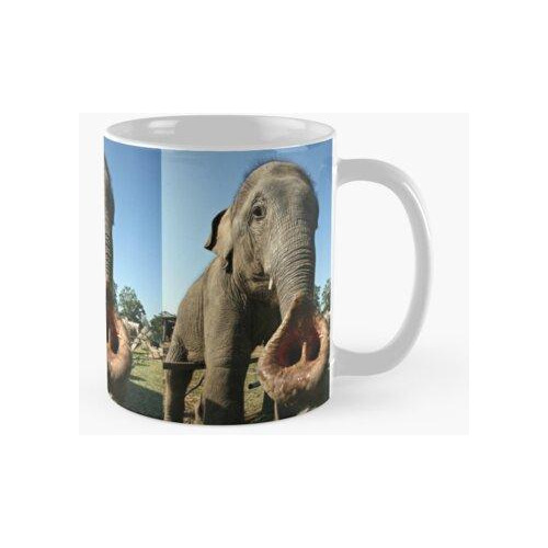 Taza Bebé Elefante De Nepal, Tronco En Forma De Corazón Cali