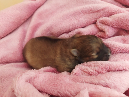 Linda Lulu Da Pomerânia (anã) Fêmea Para Reserva