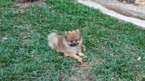 Spitz Alemão 12xsem Juros