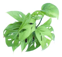 Comprar Monstera Adansonii Enredadera Colgante Planta Interior